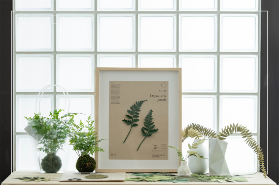 植物成紙後，經(jīng)過雙手溫度的切剪，再次以植物的型態(tài)存在於生活中，裱入框畫、插進(jìn)花瓶，擬真的紙蕨，永恆如生，恣意地妝點(diǎn)日常。