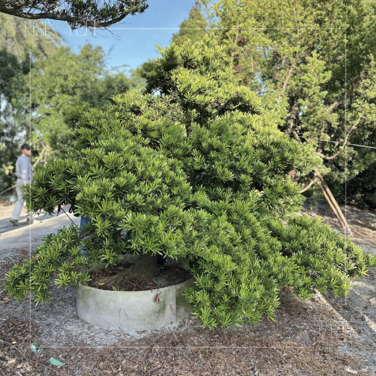 作為入口意象的『羅漢松』，四季常青、沉穩(wěn)長成，象徵幸福安康與傳承，枝幹柔韌、抗風性強，可謂是造景設計的首選。