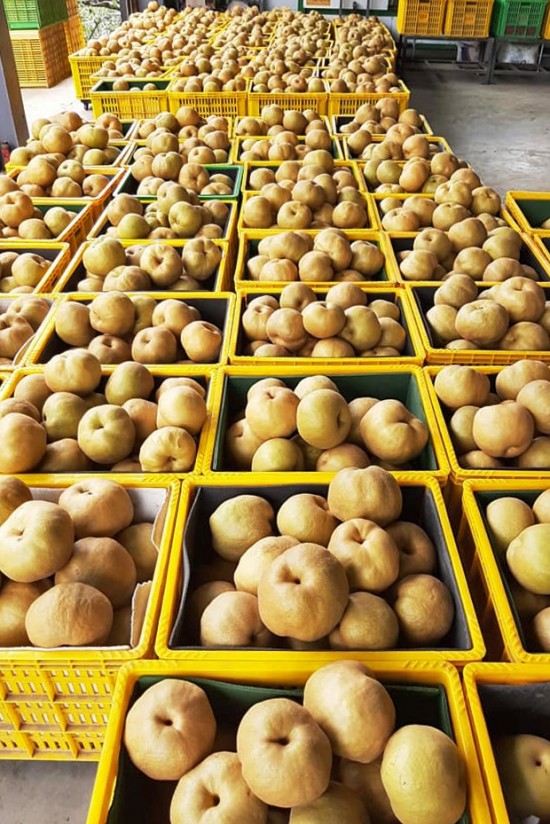 堆成一籃又一籃的小山，等待裝箱配送的梨子們。