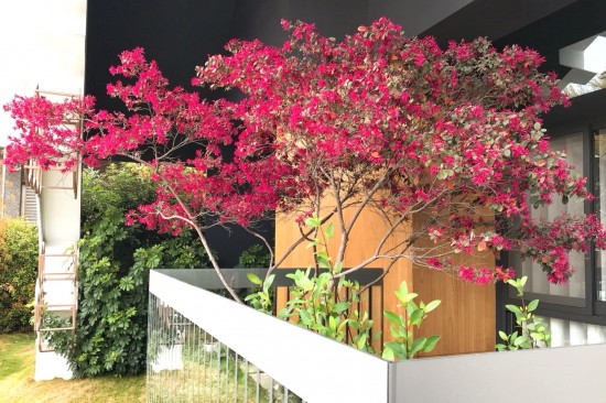 森鄰有樹初長成，春神來訪大塊森鄰，在陽臺邊為紅花繼木抹上胭脂，是一幅藏不了的自然美景。