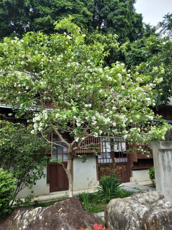 流蘇是否因懷念著誰而白了頭？文學(xué)館的一景，正盼著誰歸來？