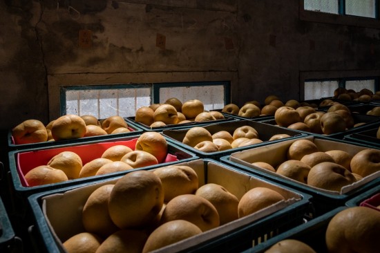 一箱箱等待包裝的梨子，靜靜的享受陽光的餘韻，像是為她的旅行稍作休息，整裝待發(fā)。