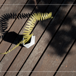 陽(yáng)光灑下，將紙蕨上分明的葉片照映在地面上，光影交織，變幻移動(dòng)，感受光影下的美麗。