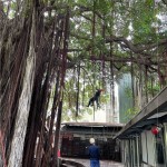 幫樹(shù)修剪也需要「望、聞、問(wèn)、切」，確認(rèn)好受傷枝葉的樹(shù)幹，全副武裝攀上枝頭。