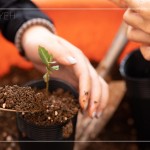 臺(tái)灣每個(gè)區(qū)域潛在森林的樹種超過(guò)百種，各地的樹種又不近相同，因此把『樹苗培育』做好，森林復(fù)育就有機(jī)會(huì)真正依循『生態(tài)』的方式來(lái)『生生不息』。