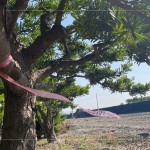 以紅色緞帶為記，牽起與新業(yè)的緣分，等待時(shí)機(jī)，在新的落腳處延續(xù)自然與人的美好記憶。