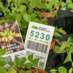 當天新業(yè)夥伴們不只身體力行的為苗木進行換盆作業(yè)，也捐出發(fā)票，為臺灣淺山森林再出一份力，也邀請更多的人共同關注 ＃我愛山林_5230。