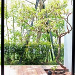 看一棵樹在地板上描繪出自己影子的輪廓，也捕獲四季生動而多變的表情。