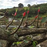 將開而未開的梨兒，是否像極了梨樹仰頭，謹(jǐn)以綠中帶白的嫩芽向天示好。