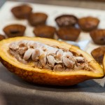 現(xiàn)場(chǎng)體驗(yàn)現(xiàn)剖可可果，裡頭新鮮的可可豆吃起來(lái)像山竹口感，帶有酸澀感，果肉厚實(shí)，是為開(kāi)啟巧克力製成重要的一把鑰匙。