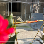 以一段金色鋼筋作為象徵性儀式，也象徵著建築主體已接近完工。