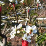 嫩芽綻出梨花後，梨花的任何動靜，蜜蜂總是先一步知道。忙著授花粉，提高梨兒結(jié)果率，小蜜蜂不愧是小農(nóng)的好幫手！