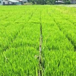 感謝大地之母賜與我們的食糧。