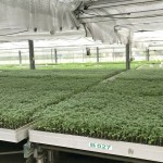 幼苗時期，給番茄最好的養(yǎng)育環(huán)境，以免受蟲擾溫室環(huán)境悉心呵護(hù)，為維持番茄的授果效率，夜晚也會啟動抽風(fēng)機(jī)幫助降低溫度。