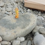 依循腦海中的畫面，選定原石後繫上記號(hào)，未來將成為社區(qū)內(nèi)的工藝亮點(diǎn)。