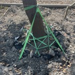 樹木的移植需經(jīng)過(guò)繁複的作業(yè)程序加上時(shí)間等待，圖中正在進(jìn)行第一階段「斷根」作業(yè)。