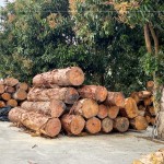 透過素材再利用，延續(xù)了木材的價(jià)值，新業(yè)積極響應(yīng)永續(xù)發(fā)展，打造與自然共存的建築。