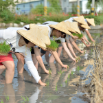 於契作認(rèn)養(yǎng)的霧峰田間，同仁們親身下田體驗插秧盛事，感受來自大地的生命力！
