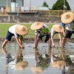 新業(yè)以實(shí)際行動(dòng)參與農(nóng)作，雙腳踏在柔軟的田裡，彎著腰將一株株秧苗種下，手把青秧插滿(mǎn)田，感恩腳下每一寸土地，步步講究、守候與疼惜。