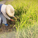 臺農(nóng)71號香米， 有著淡淡的芋頭香氣的品種