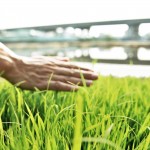 親自下田走一遭，親手拂過稻苗或稻穗，方知農(nóng)民在田野間一切的親力親為，是來自對(duì)上天的敬虔與懇切。