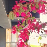 春天來了很有感，紅花繼木盡情綻放纖細(xì)的瓣兒，它的花語是「幸福與相伴一生」，大塊森鄰將祝福寄予此樹，願往後歲月靜好，讓日常沉澱出摯美與安好。