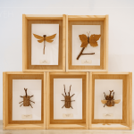 Amo老師因兒子的無心插柳，創(chuàng)造出別無以往的新穎手作課，至今的作品高達(dá)30多種，件件作品猶如工藝品般細(xì)緻完美。