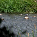 實際走覽筏子溪，環(huán)境絕對會是我們最棒的老師。及時將垃圾排除於他們的棲息處，也可以減少小動物們因廢棄物受傷的機會。