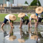 雙腳踏在柔軟的田裡，彎著腰將一株株秧苗種下，手把青秧插滿田，退步原來(lái)是向前。