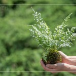 伴手禮—銀脈鳳尾蕨苔球，翠綠透徹，銀白色的葉脈如羽毛般，光線下隱隱散發(fā)銀白光芒，就像成片雪花，靜靜落在葉面上。