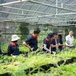 將採(cǎi)集到的種子，放置種子萌發(fā)室，換盆作業(yè)即是協(xié)助將種子萌發(fā)後的幼苗進(jìn)行分株換盆，有自己的家繼續(xù)茁壯長(zhǎng)大。