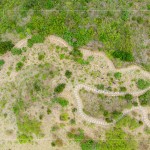 大肚山於早期時(shí)，被廣泛種植大黍草，以作為馬匹的糧草，在乾季的壓力下會(huì)大量枯萎，容易引起大火，進(jìn)而影響原生植物的生存。