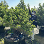 測量每棵樹的樹高及腰圍，細看樹形與葉片的茂盛程度，檢視樹種的生長狀態(tài)，選擇能與建築共老，與生活並行的風景。