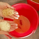 由碾米機(jī)處理過的白米一亮相，即可與尚未脫穀的稻米做出明顯區(qū)別。