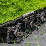 每一株都是農(nóng)民們辛苦的付出，散發(fā)著土壤、秧苗、陽(yáng)光交織的香味。