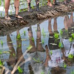 感受大地的生命力，帶來(lái)溫柔的印記，農(nóng)作以風(fēng)味，記載了大自然不朽的魅力。