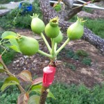 這是否看起來有點像「矮肥短」版的豬籠草呢？其實人家是還在幼兒的小水梨啦！跟食肉性植物不同，水梨不必等別人落入陷阱，而是奮力讓自己的料變得更飽滿充實，更具有可看性。