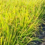 稻穗因飽滿而謙卑自己，建築也當(dāng)講究自己、禮遇他人。虛心務(wù)農(nóng)知天命，新業(yè)無違建築本心。