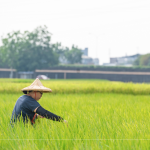支持霧峰在地三代小農(nóng)，友善耕作，堅(jiān)持品質(zhì)，嚴(yán)選品種，保留大地最純粹的溫柔。