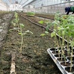 一株株的番茄幼苗，正一排一排在旁候著，等待在此地生根勃發(fā)。幸得嘉南平原日夜溫差大的條件，相信這一批玉女番茄將長得又快又好！