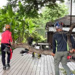 修剪工程不疾不徐的進(jìn)行，也讓大榕樹(shù)底下的日式建築，避免隨時(shí)有枝幹掉落的風(fēng)險(xiǎn)，榕樹(shù)的成長(zhǎng)也更能安心茁壯。