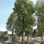 『樟樹』是常見的百年老樹，抗害力強、樹形挺拔優(yōu)美，是人行道與社區(qū)綠蔭中，象徵穩(wěn)定與長久的歲月風景。