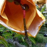 梨的養(yǎng)育與孩子的教育相當(dāng)，在幼果期，梨子還沒有能力承擔(dān)外在風(fēng)吹雨打，就需要一層保護(hù)避開農(nóng)藥及任何汙染物，也因此，農(nóng)民阿君每年收成的水梨送交農(nóng)試所檢驗，報告都是農(nóng)藥零檢出，連皮帶果肉都可放心吃！