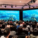 洋流裡飛翔的綠蠵龜，在小琉球藍(lán)色的光影下張大翅膀恣意翱翔，穿梭於島礁之間，展現(xiàn)海龜?shù)纳Γ约捌渌S富多樣的海底生態(tài)畫面。