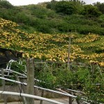 如果說梨花海是低調(diào)安靜，那麼梨子套袋後滿山滿谷黃澄澄的畫面，看起來則如質(zhì)樸中帶點不容忽視的貴氣性格。