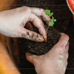 苗種根部水平放置於黑軟盆口，將調(diào)配好的介質土壤裝進盆內(nèi)，並適當敲盆，讓土壤不過於緊密。