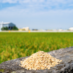 綿延近2.6萬(wàn)坪的契作面積，從翠綠秧苗到金黃稻浪，是農(nóng)友們?nèi)杖招羷诔删偷呢S碩果實(shí)，更多是對(duì)這片土地的溫柔與敬愛(ài)。