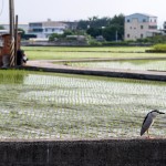 望眼過(guò)去，綠油油一片片的秧苗，每一株都是農(nóng)民們辛苦的付出，散發(fā)著土壤、秧苗、陽(yáng)光交織的香味，也是小夜鷺日常生活的棲地。