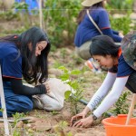 種下榕屬植物，富含水份及乳汁、枝葉茂密、遮陰度高，可抑制大黍草生長(zhǎng)，防火林帶不僅兼顧山坡地的防火，更可恢復(fù)生物多樣性及森林植群。