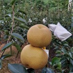 「吾家有梨初長成」！卸下袋裝的它，碩大的體型看來相當(dāng)顯眼，難怪被農(nóng)家一眼相中：就決定是你們了，我將帶你們到每一位值得接受祝福的人手中。